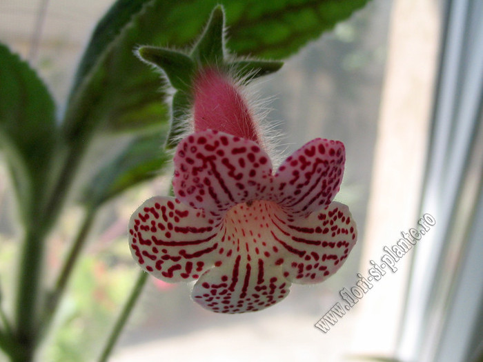 Kohleria Maja Gräddnos 4