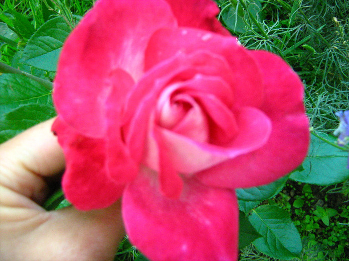 Picture 008 - Trandafiri 2011 vara