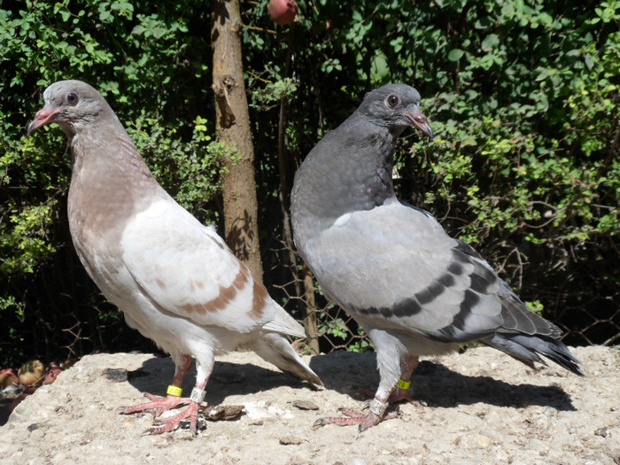 horseman puri - pereche; SAM_2182
