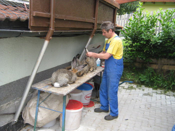 norbert cu masculii de vanzarer