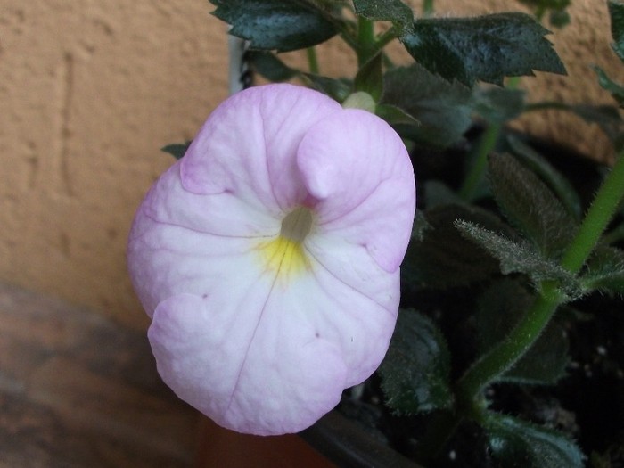 Crackerjack - Achimenes 2011