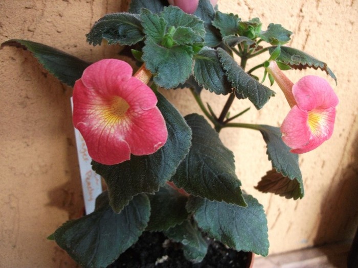 Ginger Peachy - Achimenes 2011