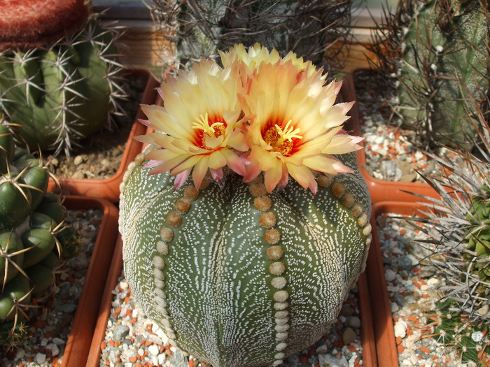 DSCF8692 - CACTUSI SI FLORI