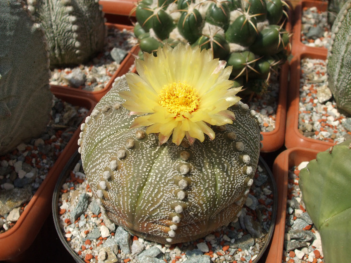 DSCF8693 - CACTUSI SI FLORI