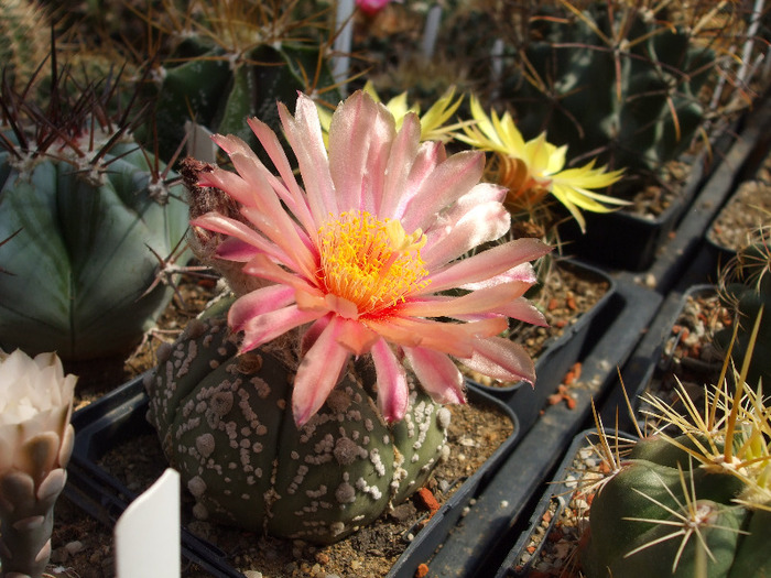 DSCF8695 - CACTUSI SI FLORI
