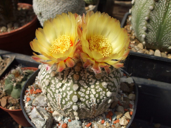 DSCF8699 - CACTUSI SI FLORI