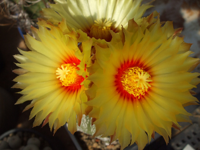 DSCF8702 - CACTUSI SI FLORI