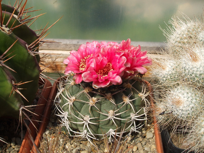 DSCF8713 - CACTUSI SI FLORI