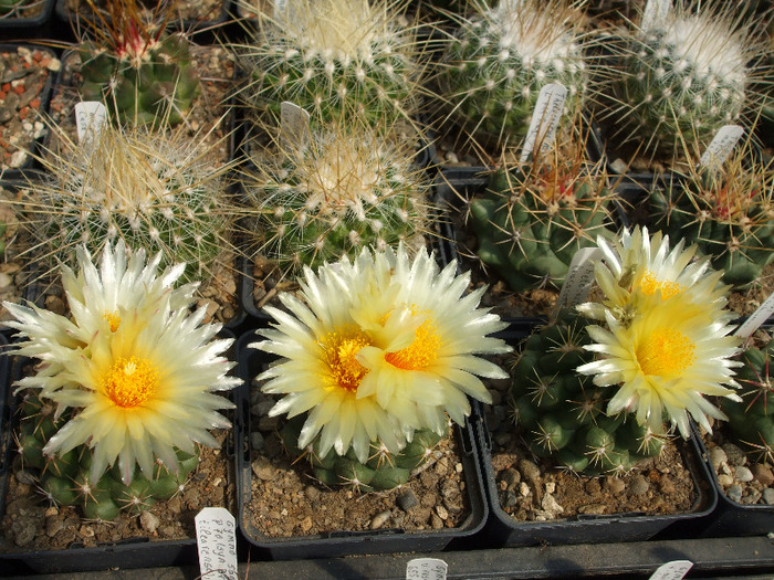 DSCF8716 - CACTUSI SI FLORI