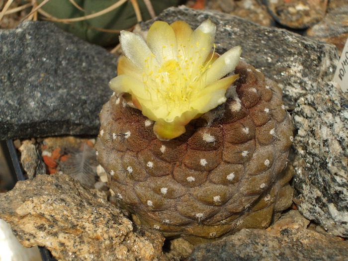 DSCF8720 - CACTUSI SI FLORI