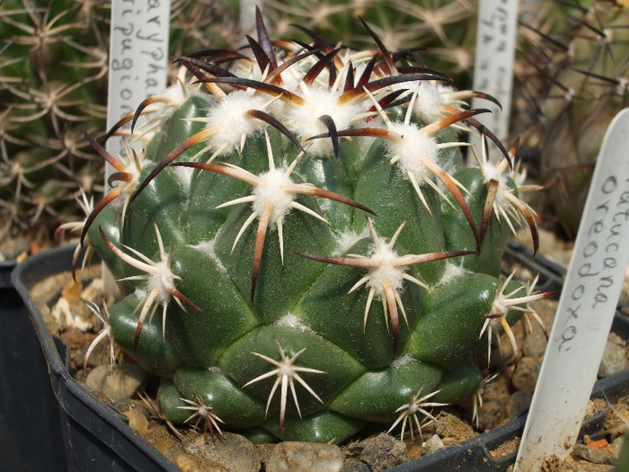 DSCF8723 - CACTUSI SI FLORI