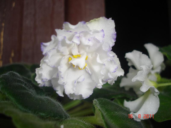 16.08.2011 - Arctic Frost