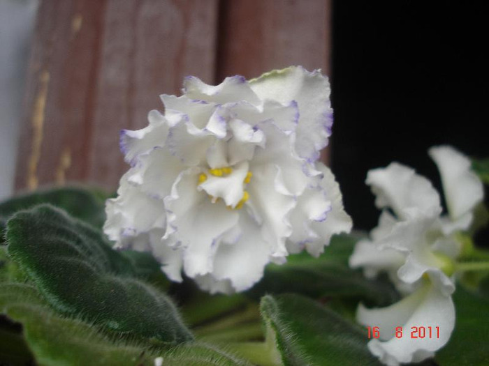 16.08.2011 - Arctic Frost