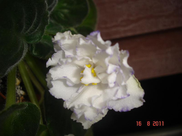 16.08.2011 - Arctic Frost