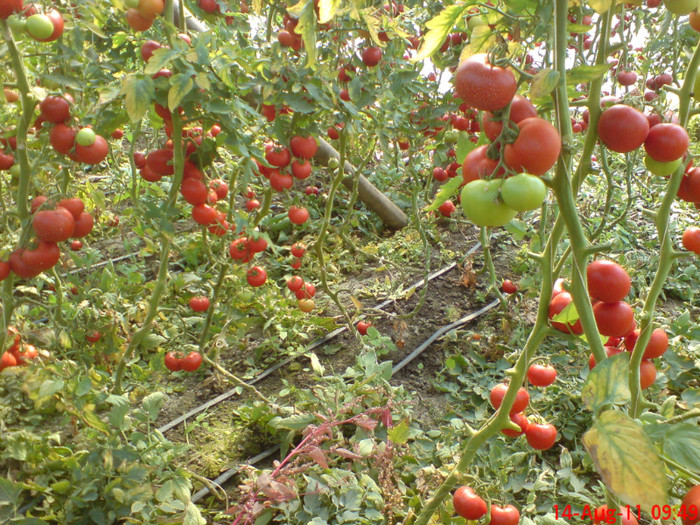 poze sony ericson solar 118