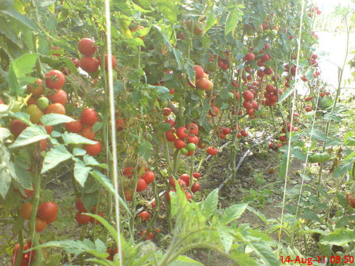 poze sony ericson solar 120