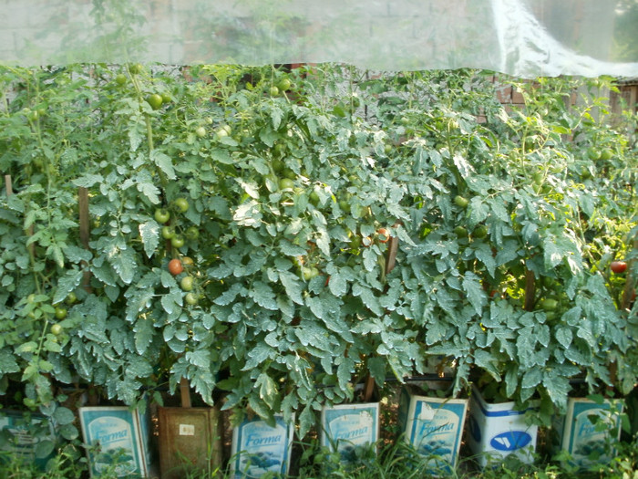 Inceputul coacerii - Cultivarea legumelor in ghivece