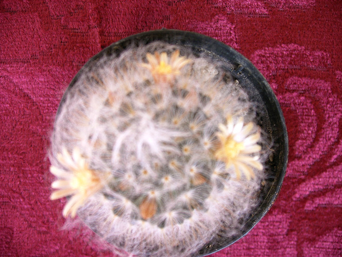 IMAG0008 - Flori cactusi