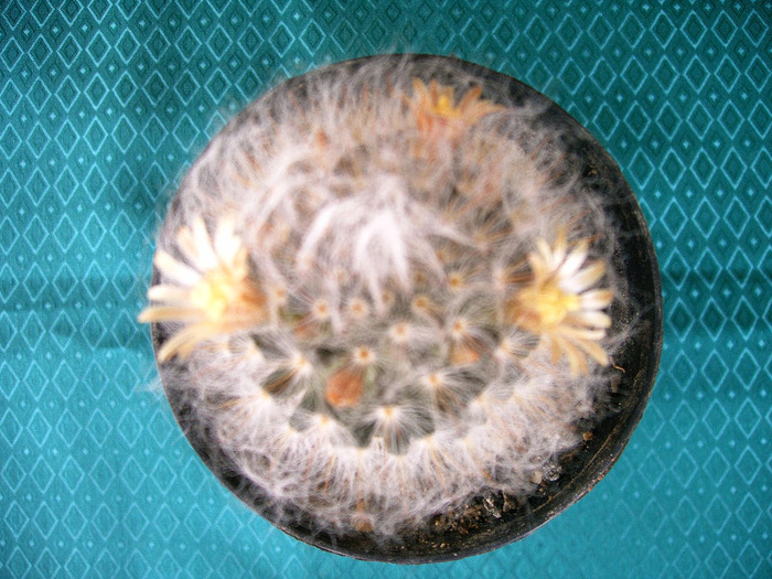 IMAG0013 - Flori cactusi