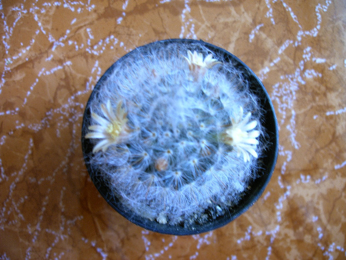 IMAG0014 - Flori cactusi