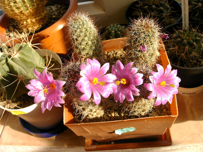 IMAG0021 - Flori cactusi