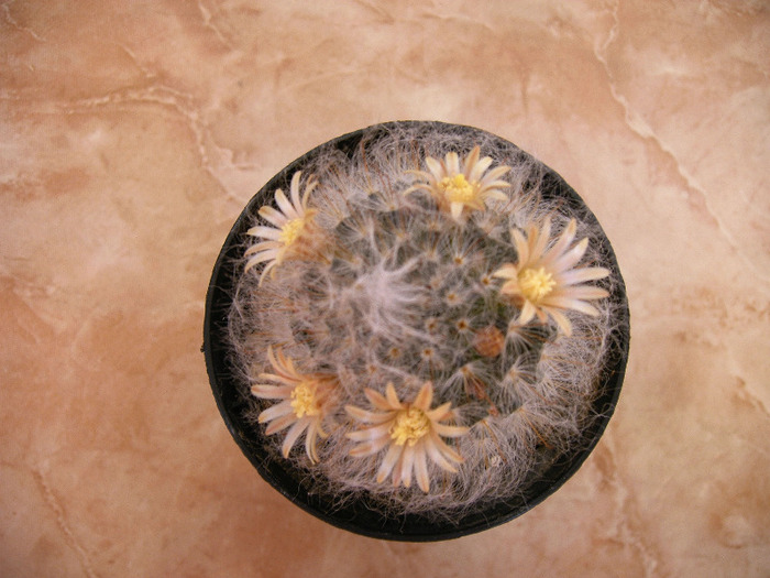 IMAG0034 - Flori cactusi