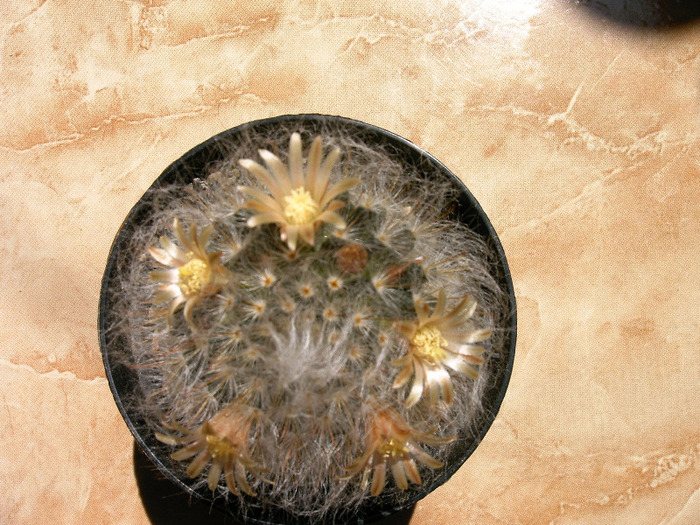 Mammilaria - Flori cactusi