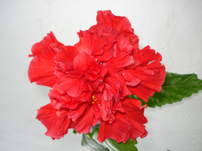 16.08.2011, "Classic Red"