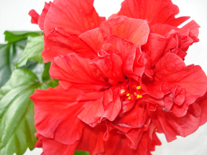 "Classic Red"