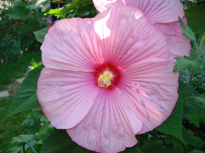 DSC02243 - Hibiscus moscheutos