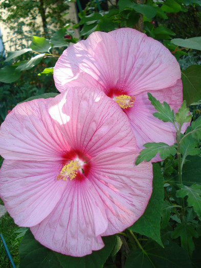 DSC02245 - Hibiscus moscheutos