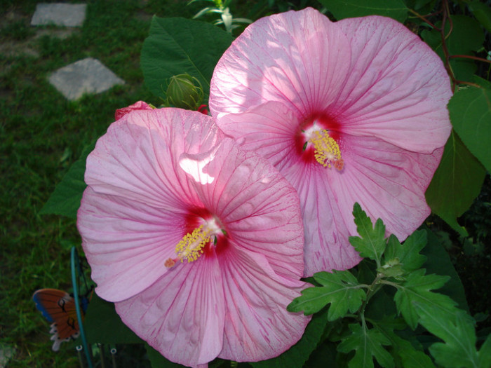 DSC02248 - Hibiscus moscheutos