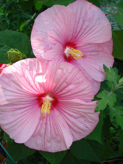 DSC02257 - Hibiscus moscheutos