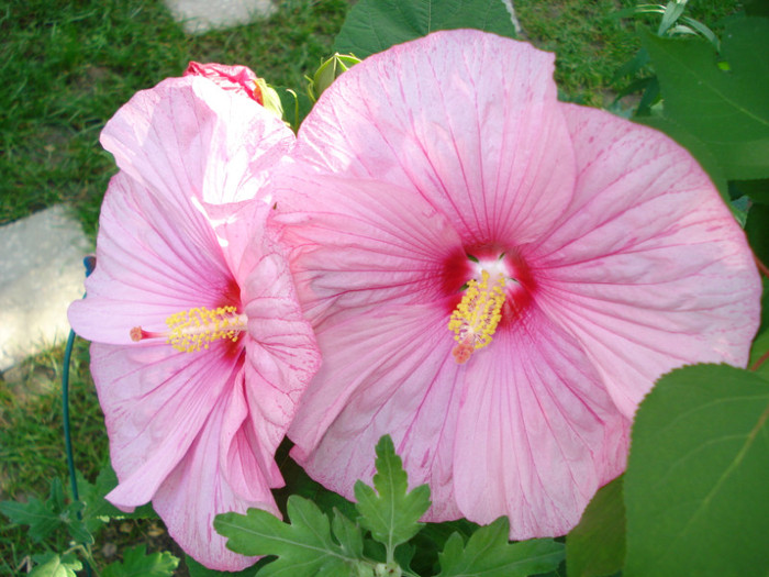 DSC02258 - Hibiscus moscheutos