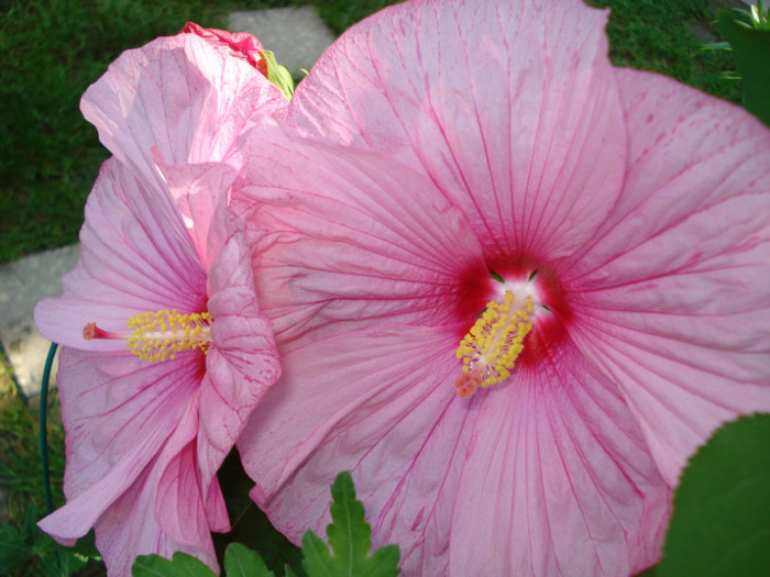 DSC02259 - Hibiscus moscheutos