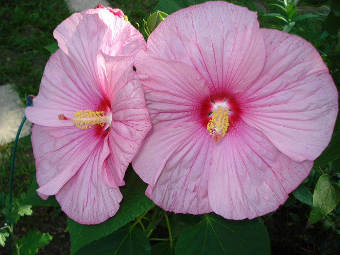 DSC02261 - Hibiscus moscheutos