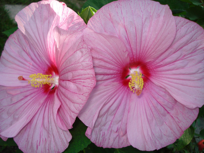 DSC02262 - Hibiscus moscheutos