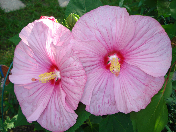 DSC02264 - Hibiscus moscheutos