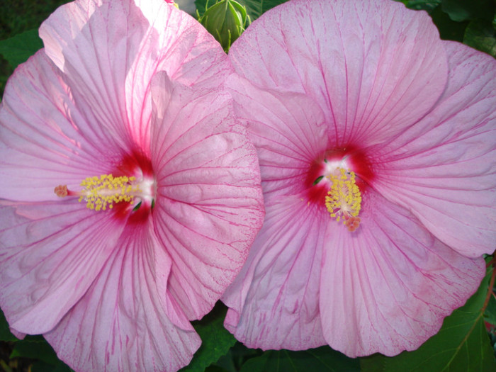 DSC02265 - Hibiscus moscheutos