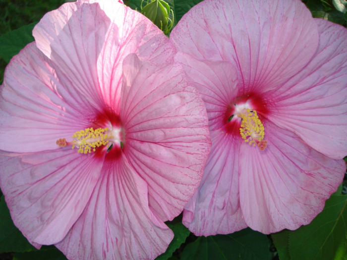 DSC02266 - Hibiscus moscheutos