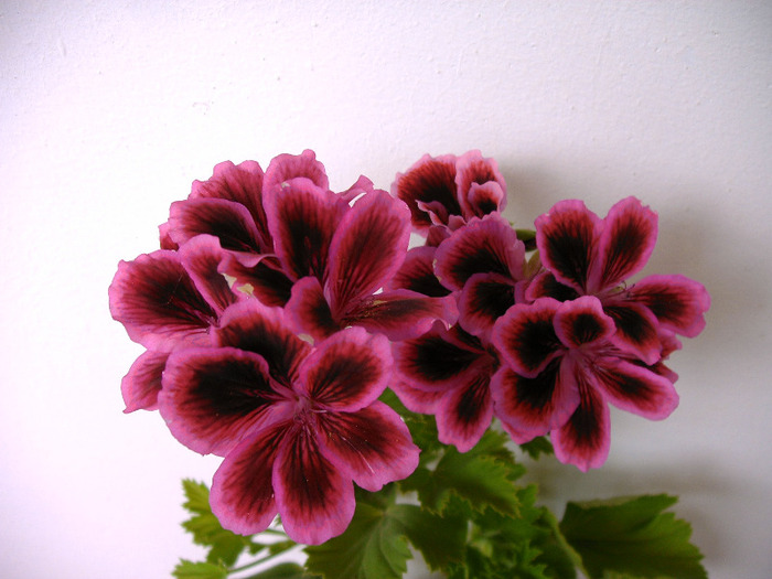 IMAG0016 - Diverse flori