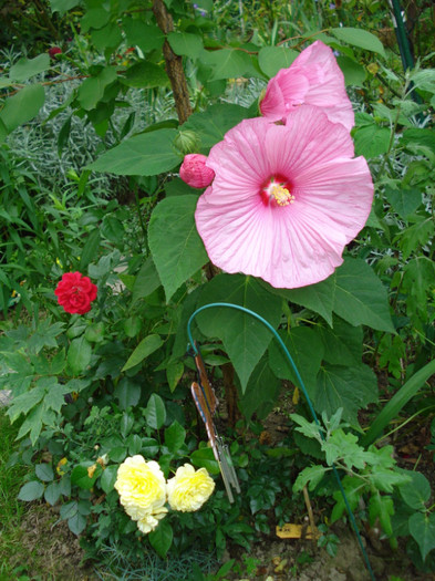 DSC02307 - Hibiscus moscheutos