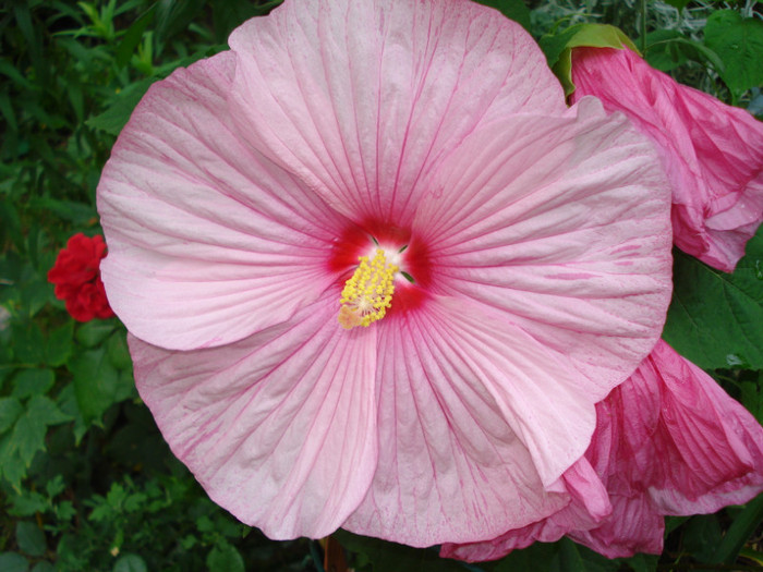 DSC02364 - Hibiscus moscheutos