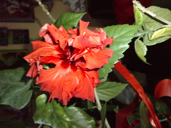 gary 022- dupa 6 ani de viata - Hibiscusii mei- plantele favorite