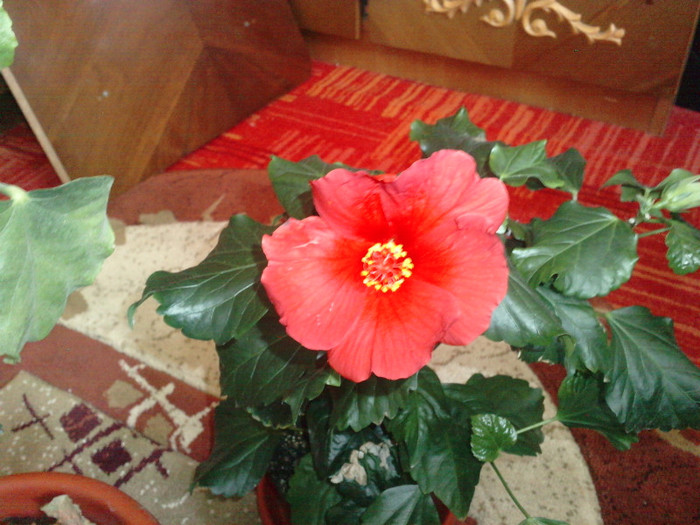 P130311_13.440001 - Hibiscusii mei- plantele favorite