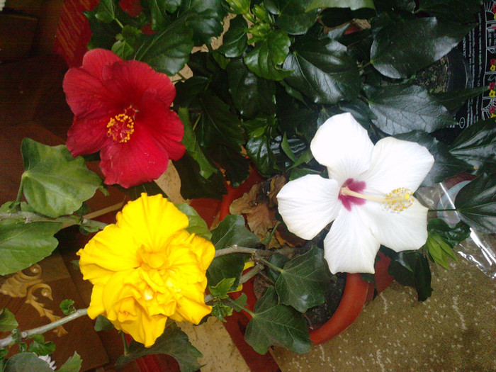 P130311_13.440003 - Hibiscusii mei- plantele favorite