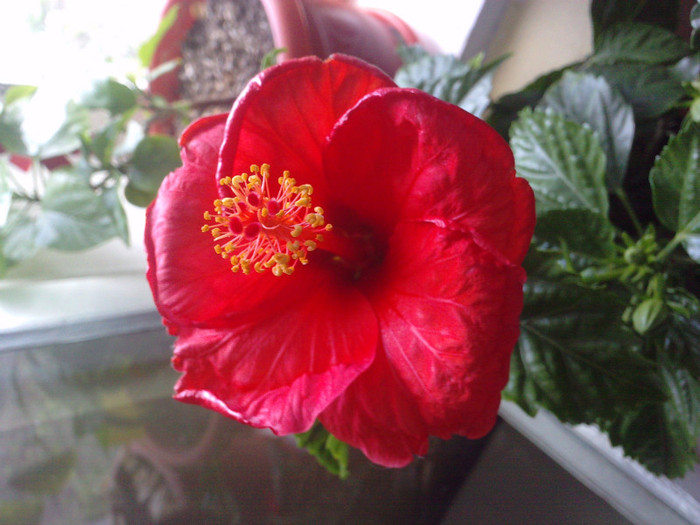 P130511_16.320001 - Hibiscusii mei- plantele favorite