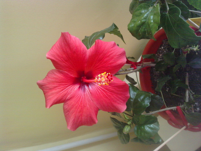 P150511_10.370001 - Hibiscusii mei- plantele favorite