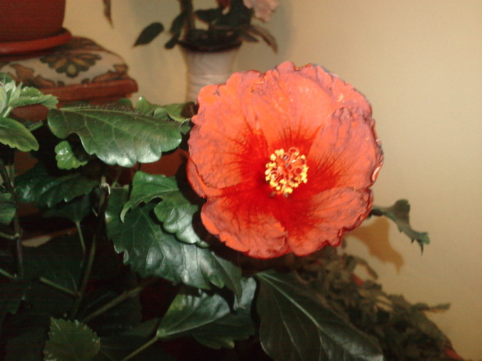P280211_22.480002 - Hibiscusii mei- plantele favorite