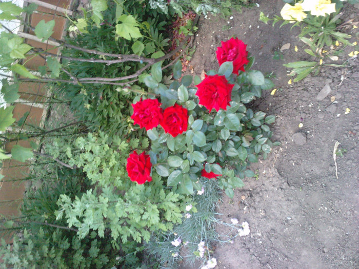 strombolly - trandafiri